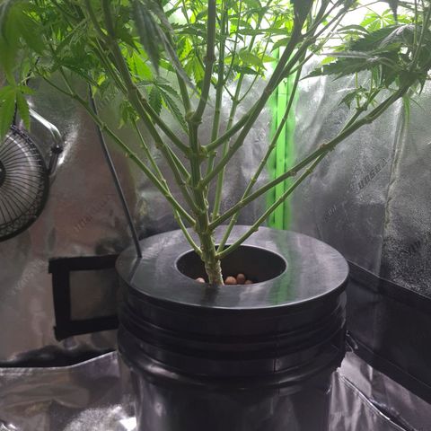 Cookie growlog timeline photo