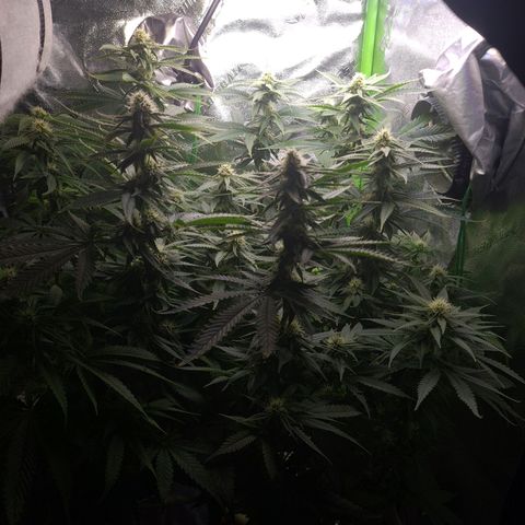 Cookie growlog timeline photo