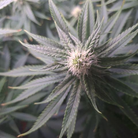 Cookie growlog timeline photo