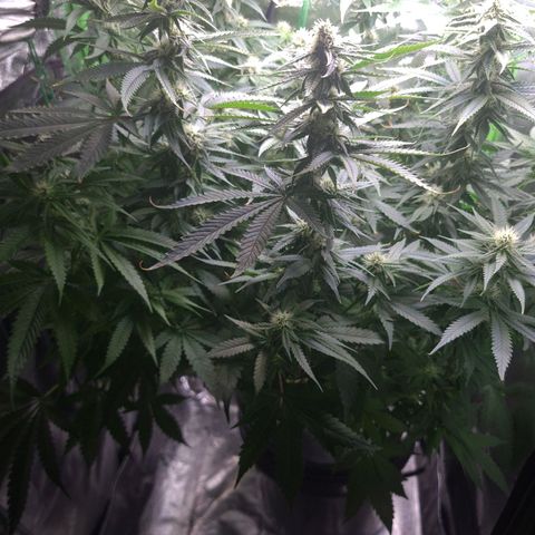 Cookie growlog timeline photo