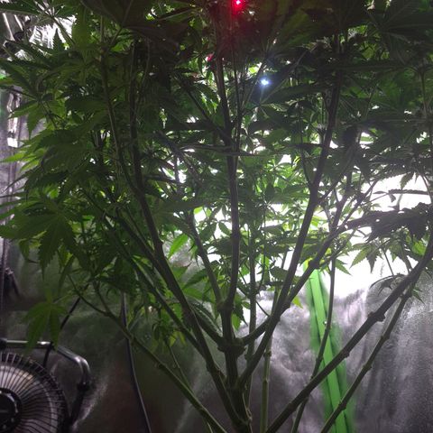 Cookie growlog timeline photo