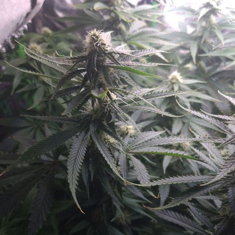 Cookie growlog timeline photo