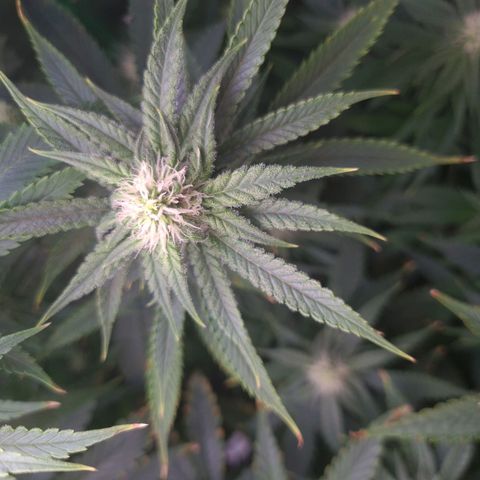 Cookie growlog timeline photo