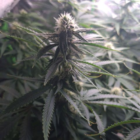 Cookie growlog timeline photo
