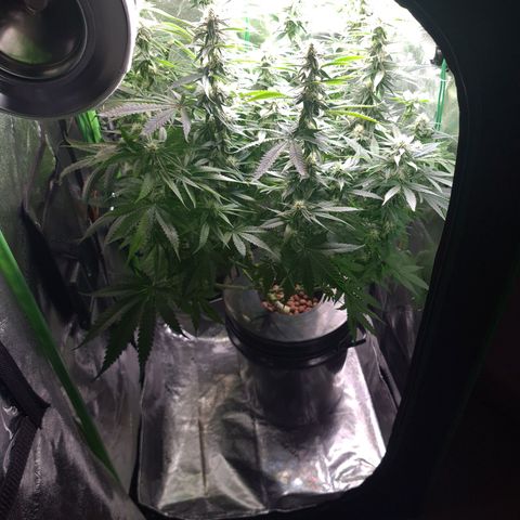Cookie growlog timeline photo