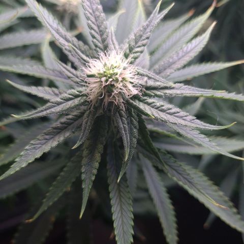 Cookie growlog timeline photo
