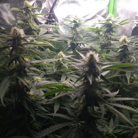 Cookie growlog timeline photo