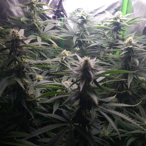Cookie growlog timeline photo