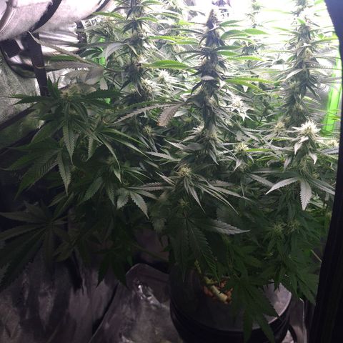 Cookie growlog timeline photo
