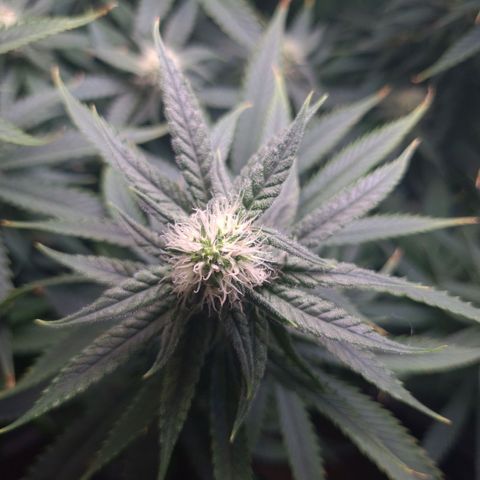 Cookie growlog timeline photo