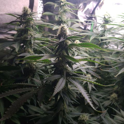 Cookie growlog timeline photo