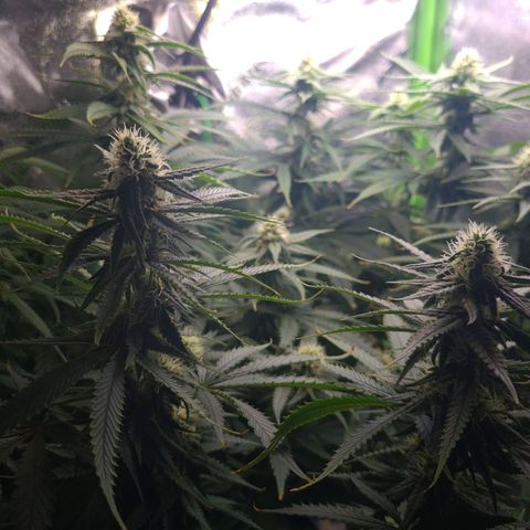 Cookie growlog timeline photo