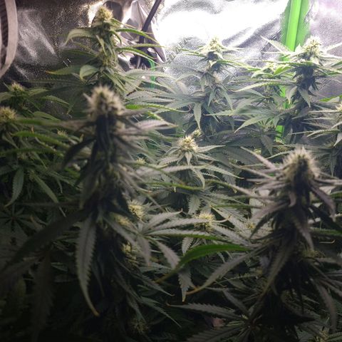 Cookie growlog timeline photo