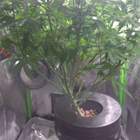 Cookie growlog timeline photo