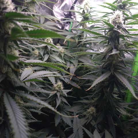 Cookie growlog timeline photo