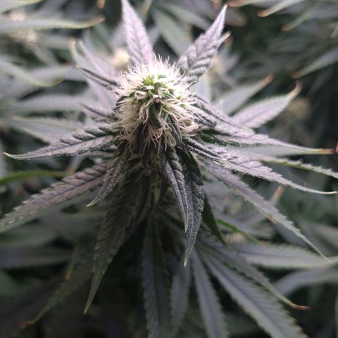 Cookie growlog timeline photo