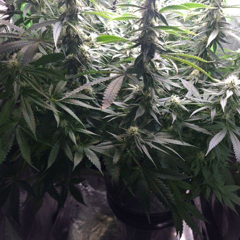 Cookie growlog timeline photo