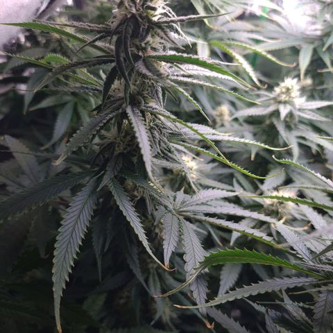 Cookie growlog timeline photo