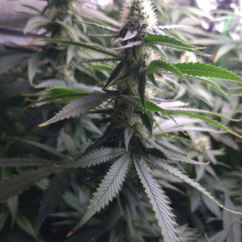 Cookie growlog timeline photo