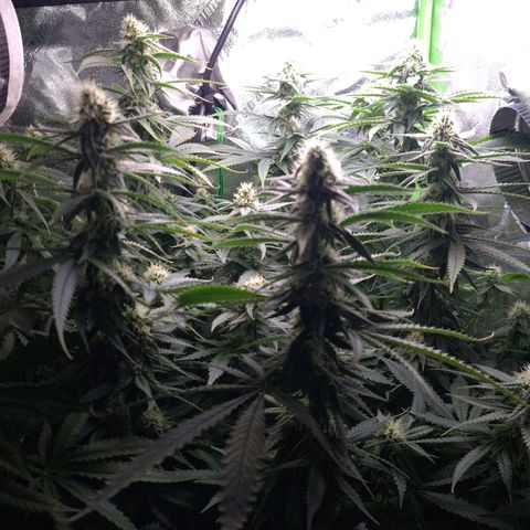 Cookie growlog timeline photo