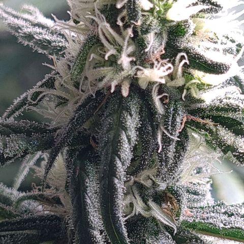 Cookie growlog timeline photo