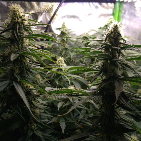Cookie growlog timeline photo