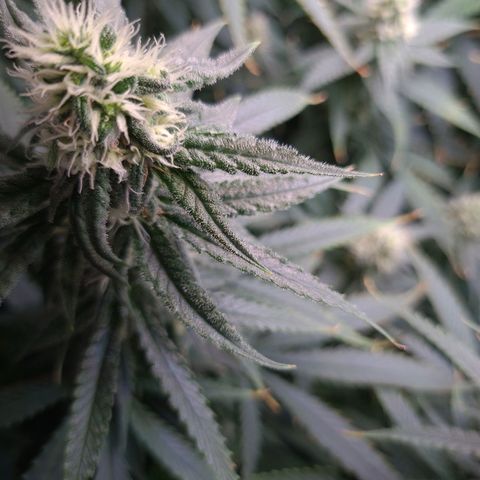 Cookie growlog timeline photo