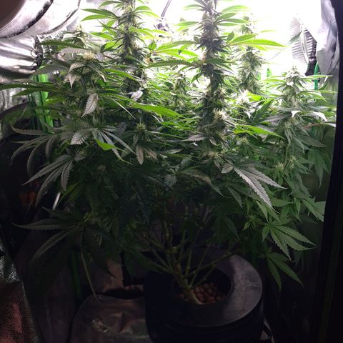 Cookie growlog timeline photo