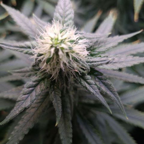 Cookie growlog timeline photo
