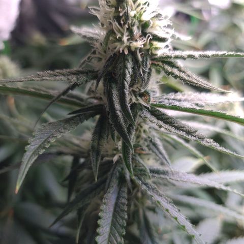 Cookie growlog timeline photo