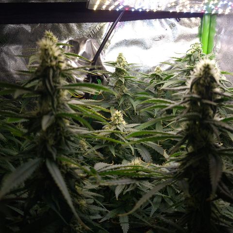 Cookie growlog timeline photo
