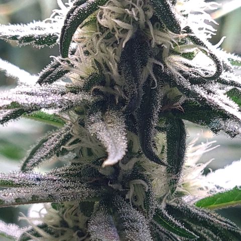 Cookie growlog timeline photo