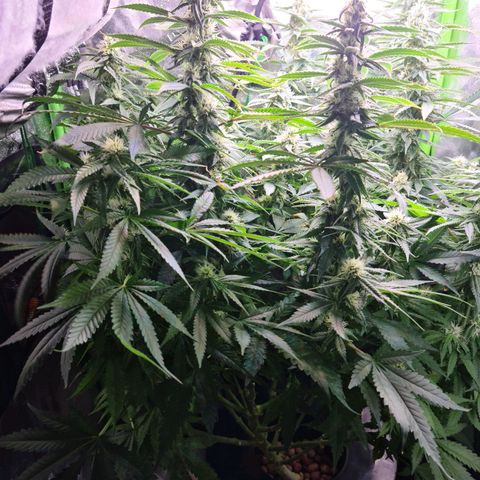 Cookie growlog timeline photo