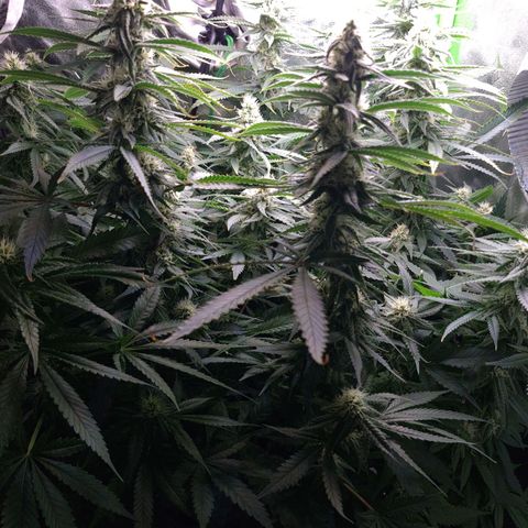 Cookie growlog timeline photo