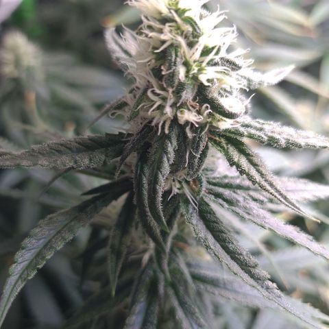 Cookie growlog timeline photo