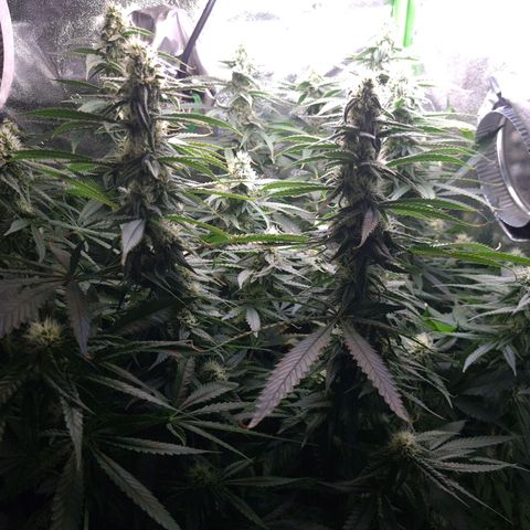 Cookie growlog timeline photo