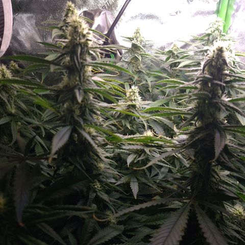 Cookie growlog timeline photo