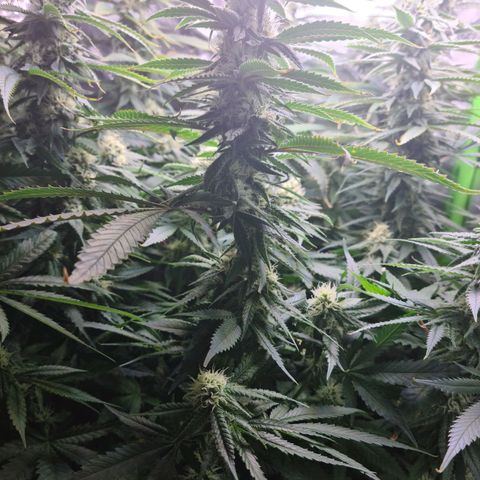 Cookie growlog timeline photo