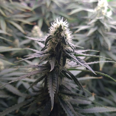 Cookie growlog timeline photo