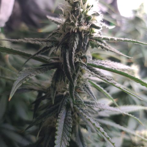 Cookie growlog timeline photo
