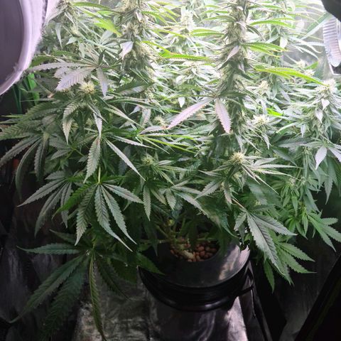 Cookie growlog timeline photo