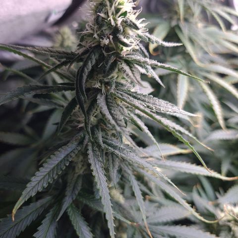 Cookie growlog timeline photo