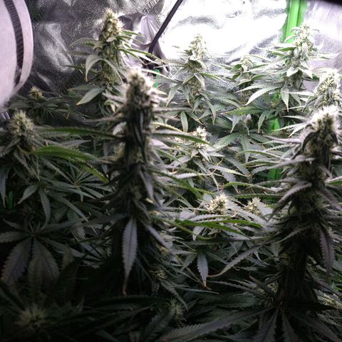 Cookie growlog timeline photo