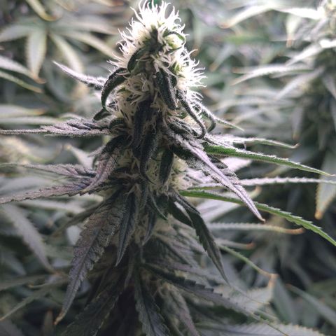 Cookie growlog timeline photo