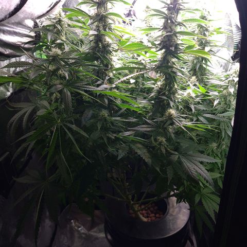 Cookie growlog timeline photo