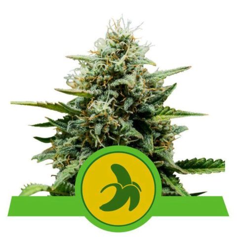 Guineo growlog timeline photo