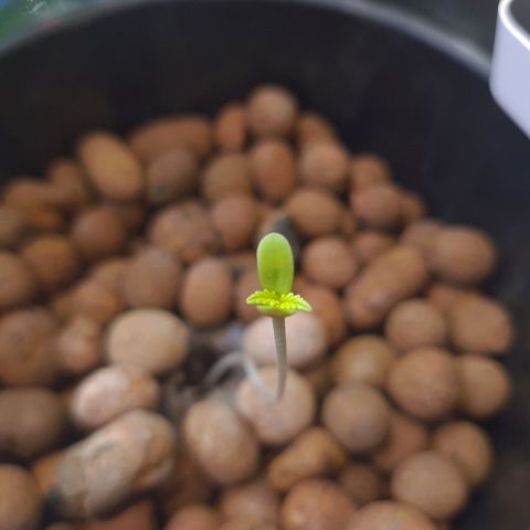 Guineo growlog timeline photo