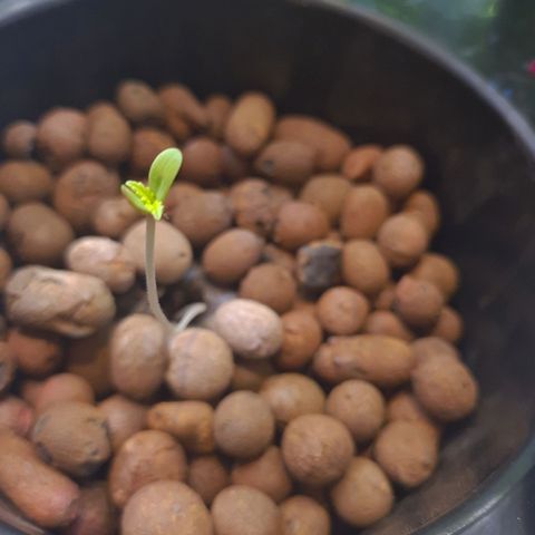 Guineo growlog timeline photo