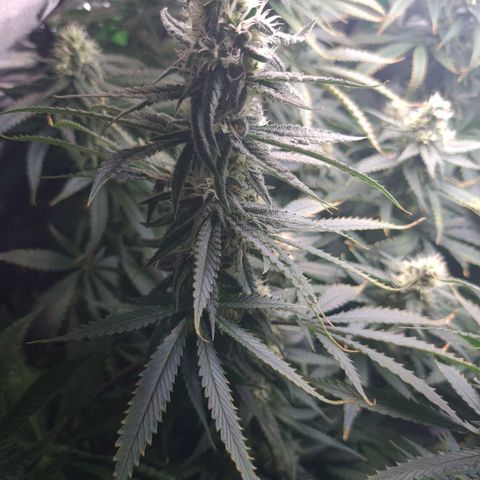 Cookie growlog timeline photo