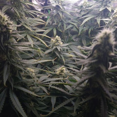 Cookie growlog timeline photo